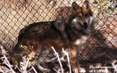 M1043 in 2009 at Ladder Ranch Wolf Management Facility M1043 in 2009 at Ladder Ranch Wolf Management Facility